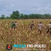 Kapolsek Mempawah Hulu Cek Lokasi yang Akan Dijadikan Lokasi Panen Jagung Serentak