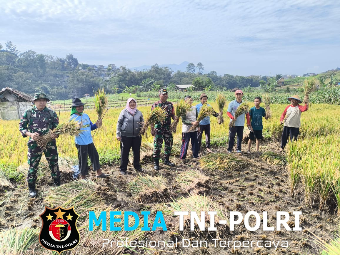 Sertu Ari Triono Dampingi Petani Panen Padi di Kelurahan Tames, Tingkatkan Ketahanan Pangan Kota Batu