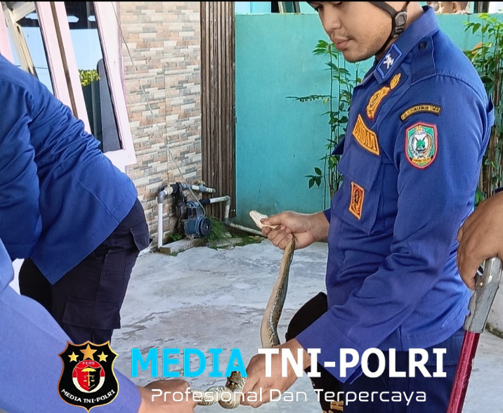 Ular Sanca Batik Masuk Rumah Warga, Disdamkarmat Kotim Beraksi