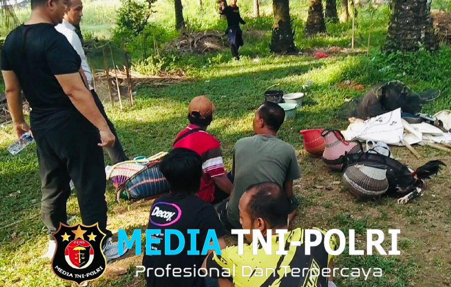 Tekab 308 Presisi Polsek Padang Ratu Grebek Judi Sabung Ayam, 5 Warga dan 17 Unit Sepeda Motor Diamankan!