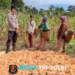 Bintara Pengerak Ketahanan Pangan Desa Ringo Lojol Cek dan Kontrol Tanaman Jagung