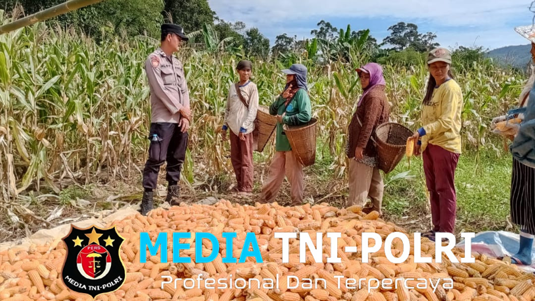 Bintara Pengerak Ketahanan Pangan Desa Ringo Lojol Cek dan Kontrol Tanaman Jagung