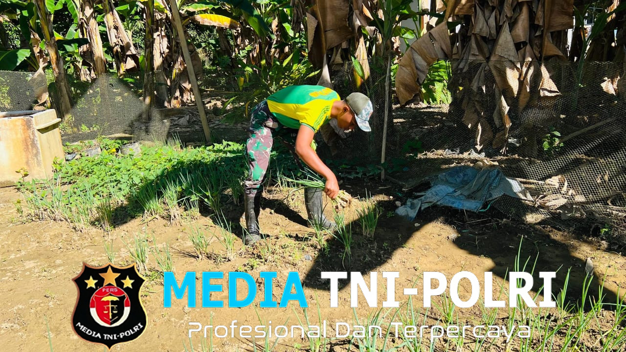 Sinergi TNI-Warga, Kebun Sayur Satgas Yonarmed 11 Kostrad Tumbuhkan Harapan di Perbatasan