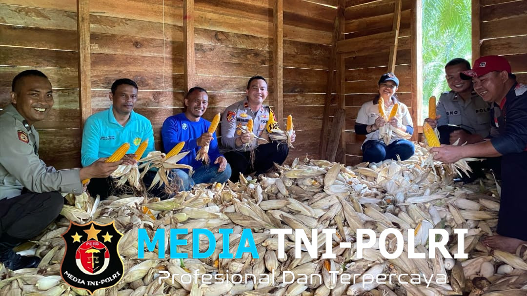 Kapolsek Sengah Temila Hadiri Panen Raya Jagung di Desa Paloan, Dukung Swasembada Pangan