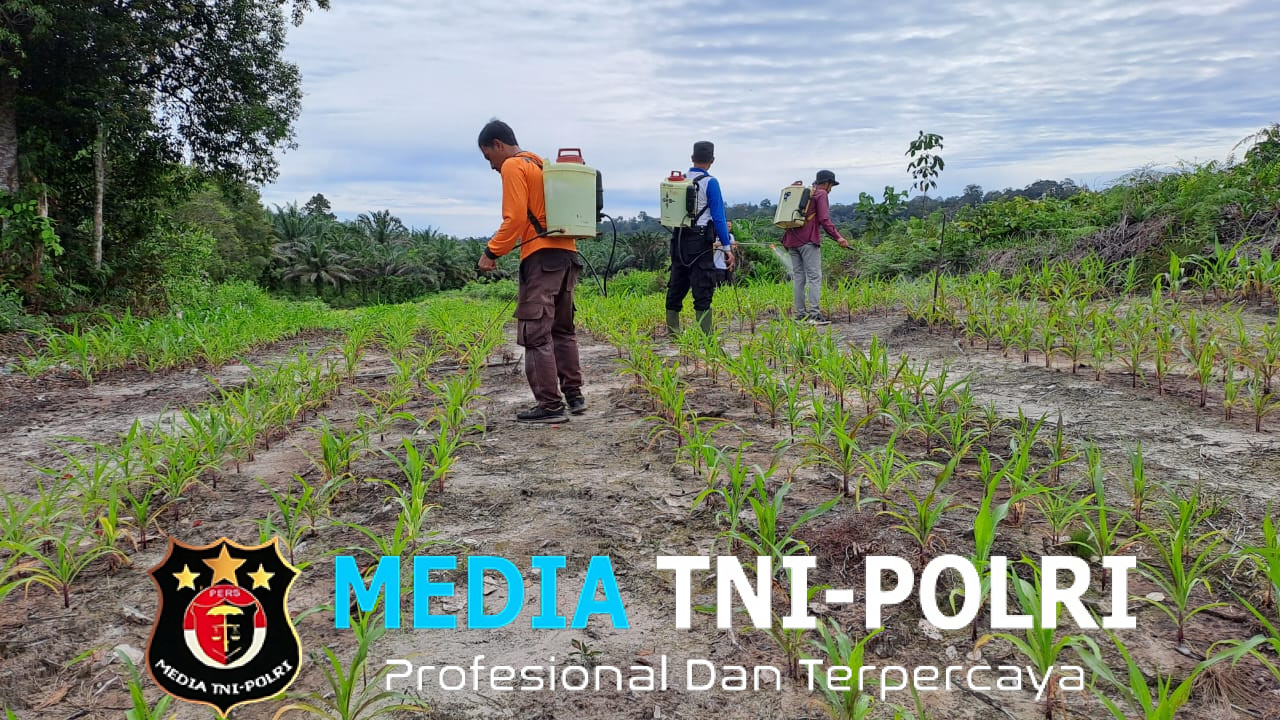 Polsek Ngabang Lakukan Penyemprotan Hama di Kebun Jagung Presisi Polres Landak Rajawali Untuk Tumbuh Kembang Tanaman