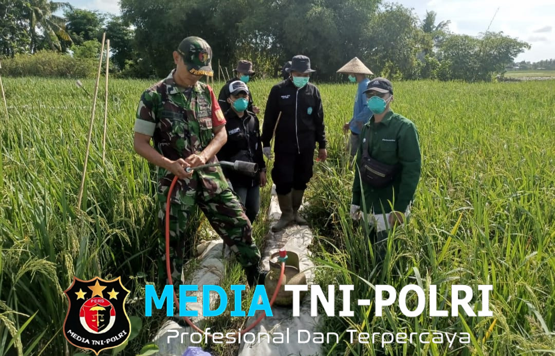 Sinergitas Produktif Tingkatkan Ketahanan Pangan Kasdim 0825/Banyuwangi Hadiri Gerakan Pengendalian OPT di Desa Alas Malang