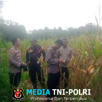Kapolsek Mempawah Hulu Cek Progres Pertumbuhan Tanaman jagung di Desa Pahokng