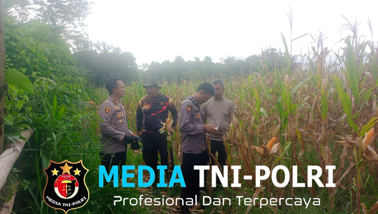 Kapolsek Mempawah Hulu Cek Progres Pertumbuhan Tanaman jagung di Desa Pahokng