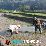 Genjot Produktivitas Padi, Babinsa Desa Tulungrejo Dampingi Petani Tanam Padi