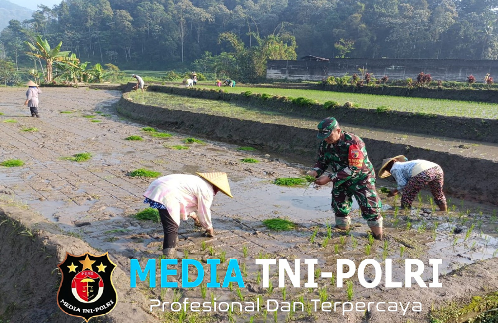 Genjot Produktivitas Padi, Babinsa Desa Tulungrejo Dampingi Petani Tanam Padi