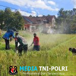 Sinergi TNI, Petani, dan PPL Aksi Nyata Pengendalian Hama Tikus di Dusun Langring, Desa Jambesari sebagai Upaya Menjaga Ketahanan Pangan Lokal di Kecamatan Giri