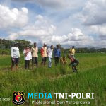 Babinsa dan BPP Bangorejo Laksanakan Gerakan Pengendalian Hama Tikus Demi Pertanian Lebih Produktif