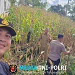 Kapolsek Sengah Temila Tinjau Lahan Jagung Poktan Ayo Maju di Senakin Wujud Dukungan Polri Terhadap Ketahanan Pangan