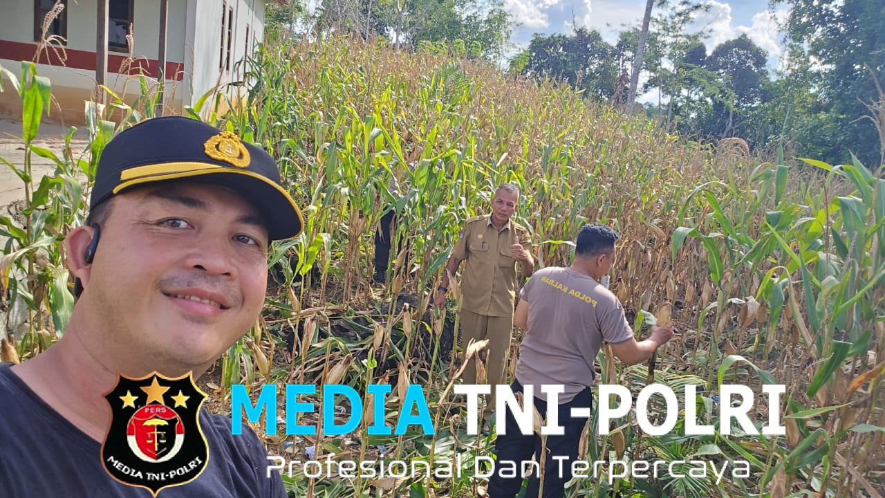 Kapolsek Sengah Temila Tinjau Lahan Jagung Poktan Ayo Maju di Senakin Wujud Dukungan Polri Terhadap Ketahanan Pangan