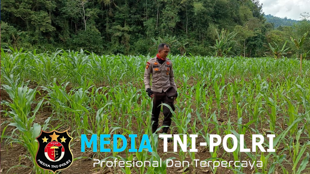 Penggerak Desa Sabaka Cek Progres Penanaman Jagung