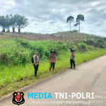 Kapolsek Air Besar Tinjau Lahan Demplot Jagung Hibrida, Dorong Ketahanan Pangan di Wilayah Pedalaman