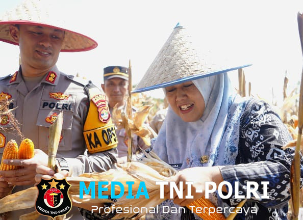 Wakil Bupati Pringsewu Umi Laila Panen Raya Jagung di Enggal Rejo Adiluwih