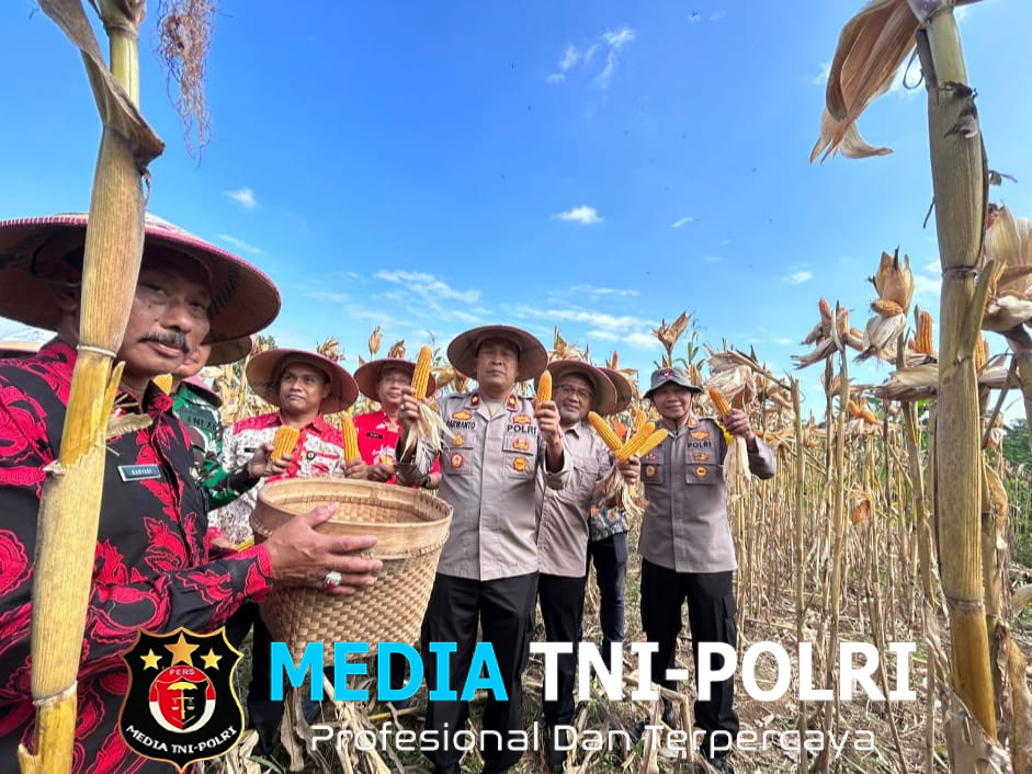 Aksi Nyata Dukung Ketahanan Pangan Nasional, Polres Wonogiri Panen Raya Jagung Secara Serentak Kuartal II Tahun 2025