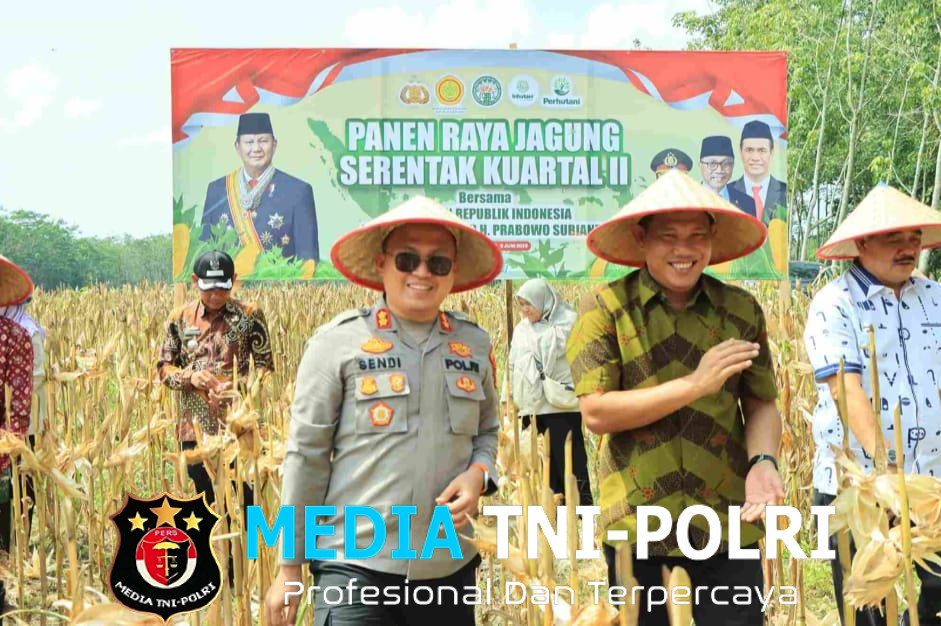 Dukung Ketahanan Pangan Nasional, Polres Tulang Bawang Barat Bersama Pemda dan Petani Gelar Panen Raya Jagung Serentak Kuartal II di Tulang Bawang Tengah
