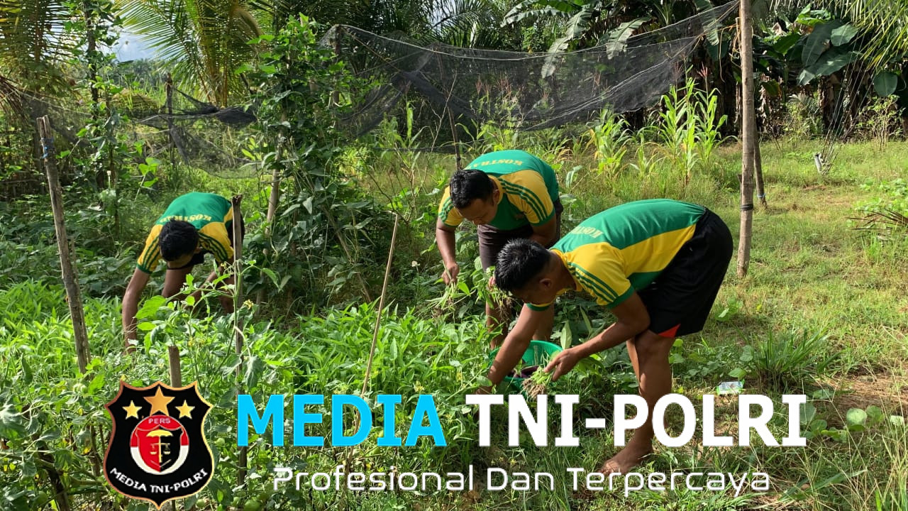 Hijaukan Perbatasan, Satgas Pamtas Yonarmed 11 Kostrad Wujudkan Ketahanan Pangan