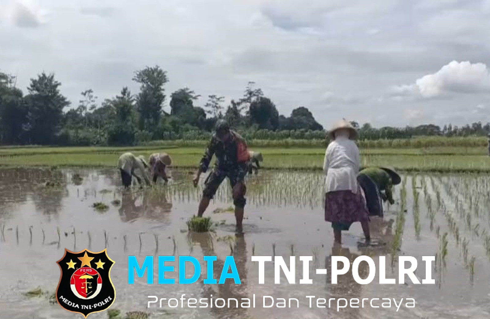 Fokus Tingkatkan Produktivitas, Babinsa Dampingi Petani di Desa Sumbersari