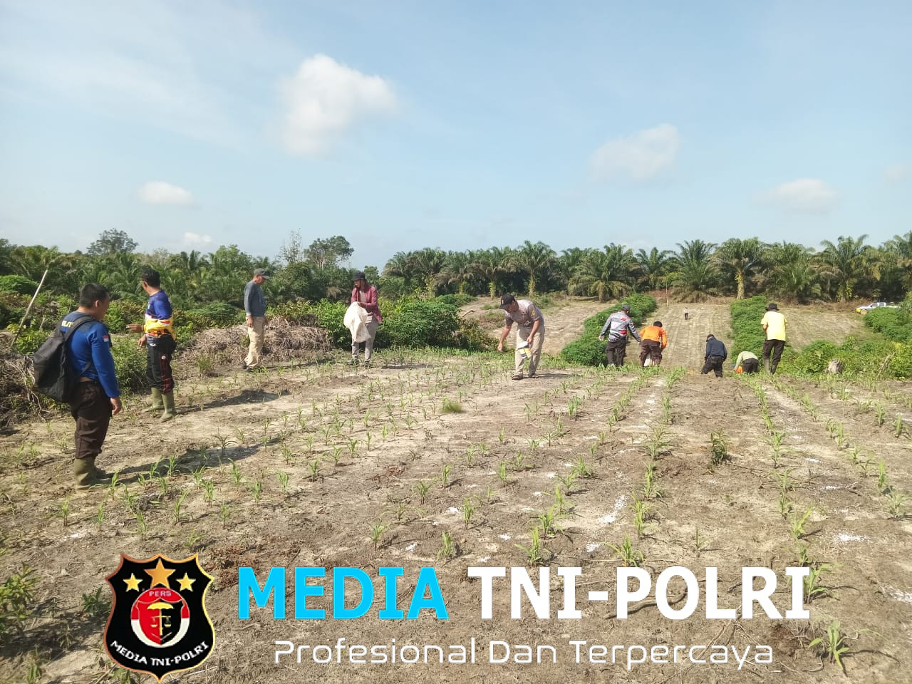 Personil Polsek Ngabang Lakukan Pemupukan Urea di Lahan Jagung PRESISI Polres Landak RAJAWALI
