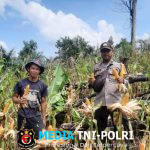 Panen Jagung Perdana di Dusun Bejambu Sairi Hasilkan 8 Ton Jagung dari Lahan 3 Hektare