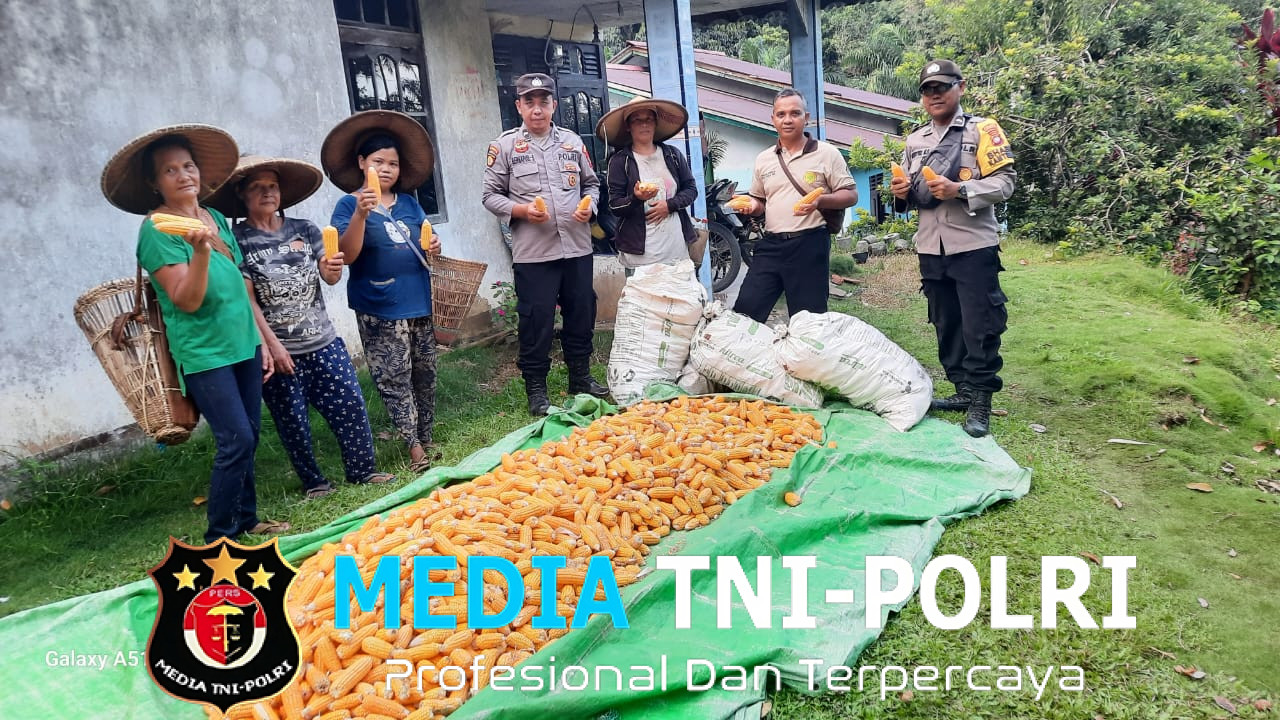 Panen Jagung Bersama KWT Nek Ance di Desa Andeng, Dukung Ketahanan Pangan Meski Hasil Belum Maksimal