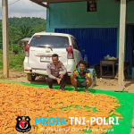 Bintara Penggerak Ketahanan Pangan Cek Hasil Panen Jagung di Desa Bilayuk