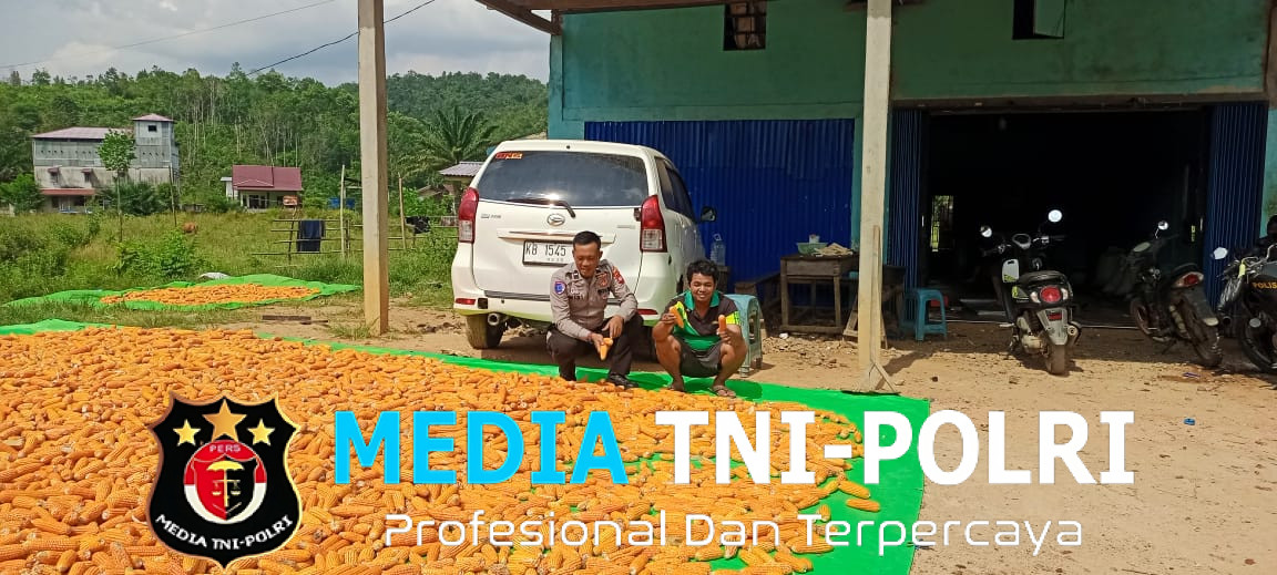 Bintara Penggerak Ketahanan Pangan Cek Hasil Panen Jagung di Desa Bilayuk