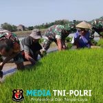 Zuhud Turun Sawah, Bantu Petani Cabut Bibit Padi