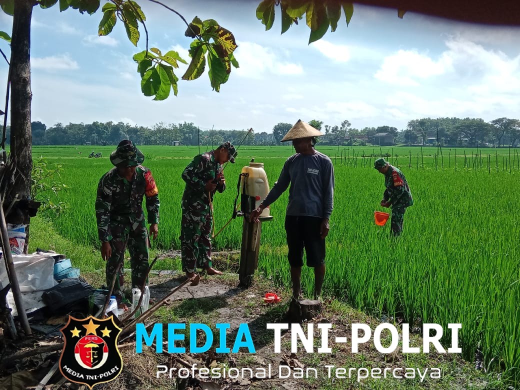 Babinsa Berperan Aktif Semprot Hama Walang Sangit, Selamatkan Panen Petani Di Kec. Sambungmacan
