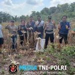 Kapolsek Sebangki Hadiri Panen Jagung Bersama Kelompok Tani Mekar Baru di Desa Agak