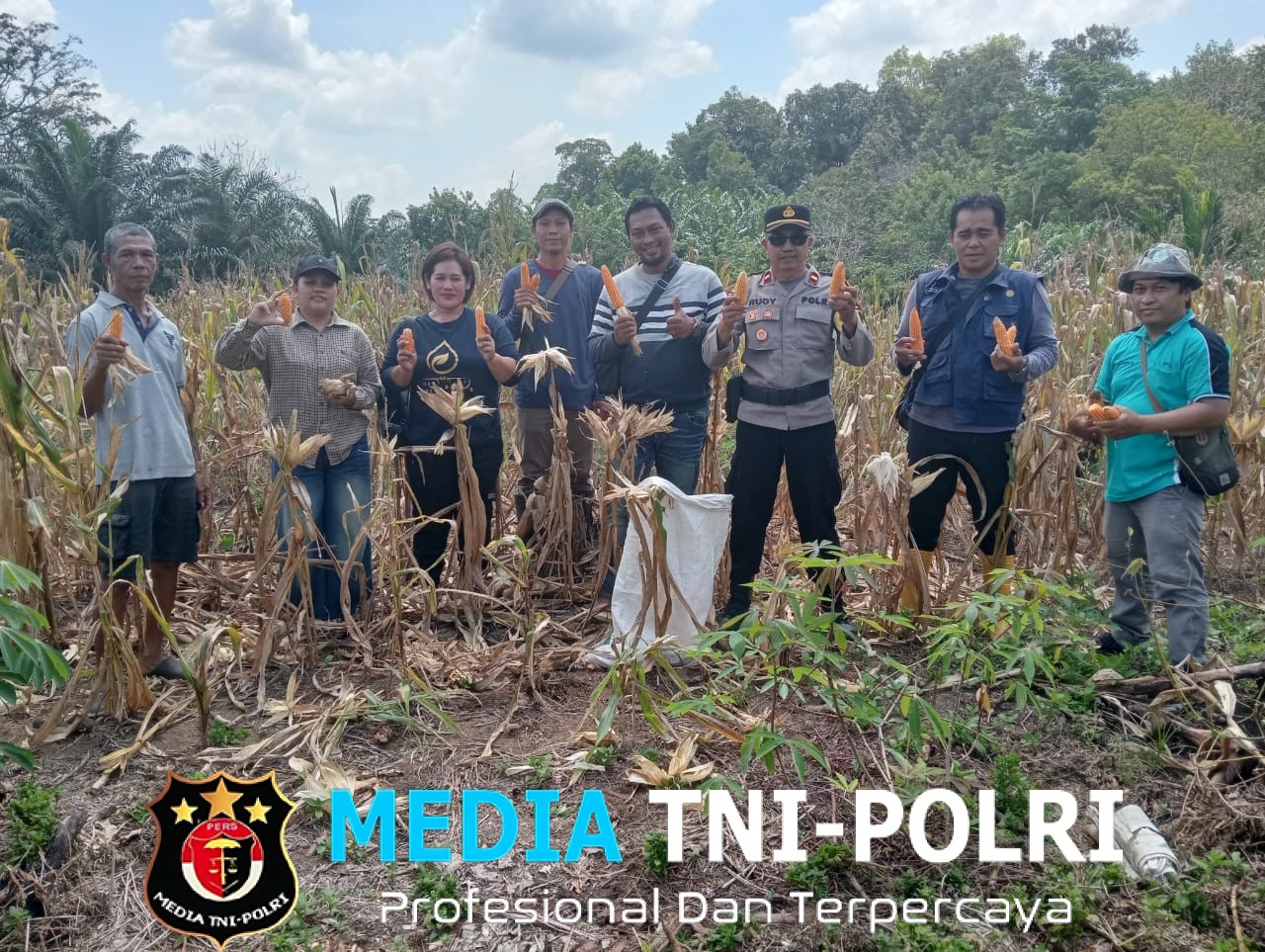 Kapolsek Sebangki Hadiri Panen Jagung Bersama Kelompok Tani Mekar Baru di Desa Agak