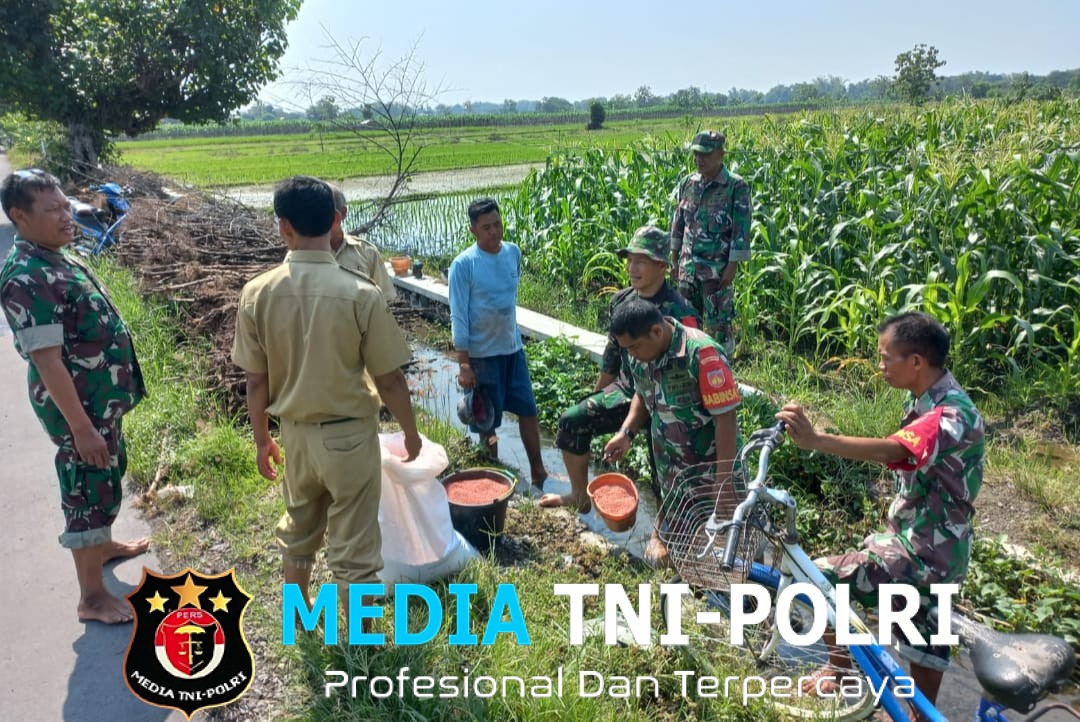 Koramil Sawit Dampingi Petani Jatirejo Laksanakan Pemupukan untuk Tingkatkan Hasil Panen