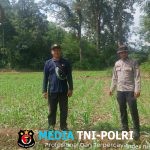 Bintara Penggerak Cek Progres Pertumbuhan Tanaman Jagung di Desa Tiang Tanjung