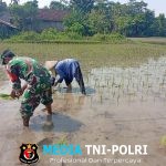Ketersediaan Air Mumpuni, Babinsa Desa Maron Ajak Petani Percepat Masa Tanam Kedua