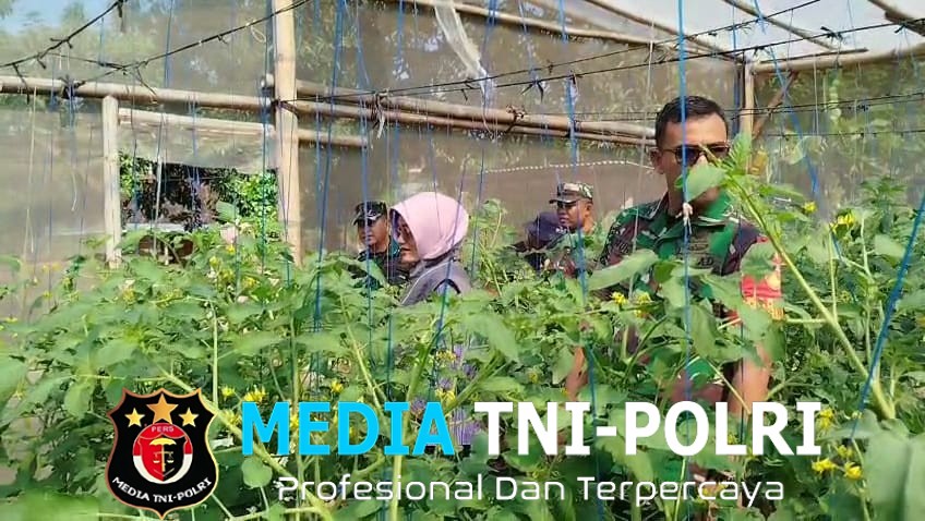 Babinsa Pantau Pertumbuhan Tanaman Tomat UMKM “Makmur Tani”