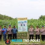 Kunjungi Ketapang, Tim Asistensi Ketahanan Pangan Polda Kalbar Tinjau Progres Penanaman Jagung di Kecamatan Benua Kayong Dan Kecamatan Muara Pawan