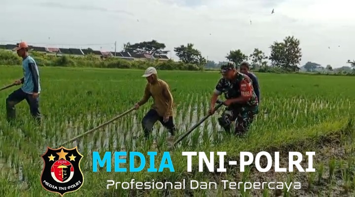 Babinsa Berperan Aktif Membantu Petani Penyiangan Gulma
