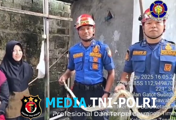 Disdamkarmat Kotim Evakuasi Ular Sanca Batik di Rumah Warga Sawahan