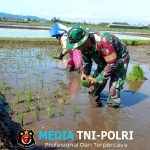 Babinsa Koramil 0818/15 Dampit Dampingi Petani Tanam Padi, Wujud Sinergi Ketahanan Pangan