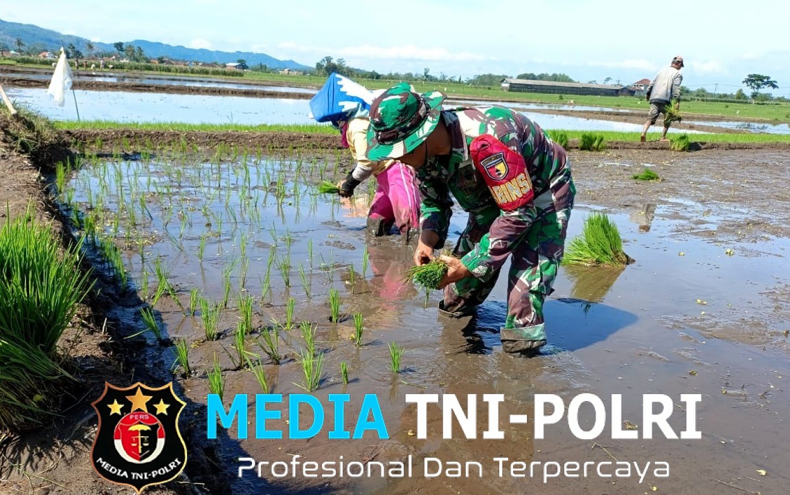 Babinsa Koramil 0818/15 Dampit Dampingi Petani Tanam Padi, Wujud Sinergi Ketahanan Pangan