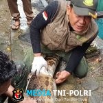 Pengurus Gereja di Lamandau Serahkan Seekor Buaya Sinyulong ke BKSDA Kalteng