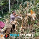 Panen Jagung Perdana Kwt Nek Ance di Dusun Tungkalang, Meski Terkendala Hama Hasil Tetap Memuaskan