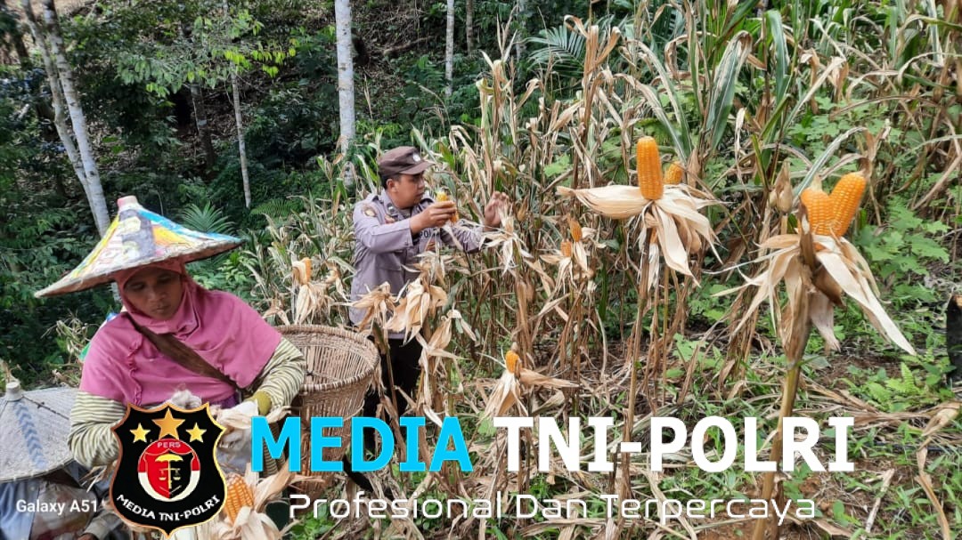 Panen Jagung Perdana Kwt Nek Ance di Dusun Tungkalang, Meski Terkendala Hama Hasil Tetap Memuaskan