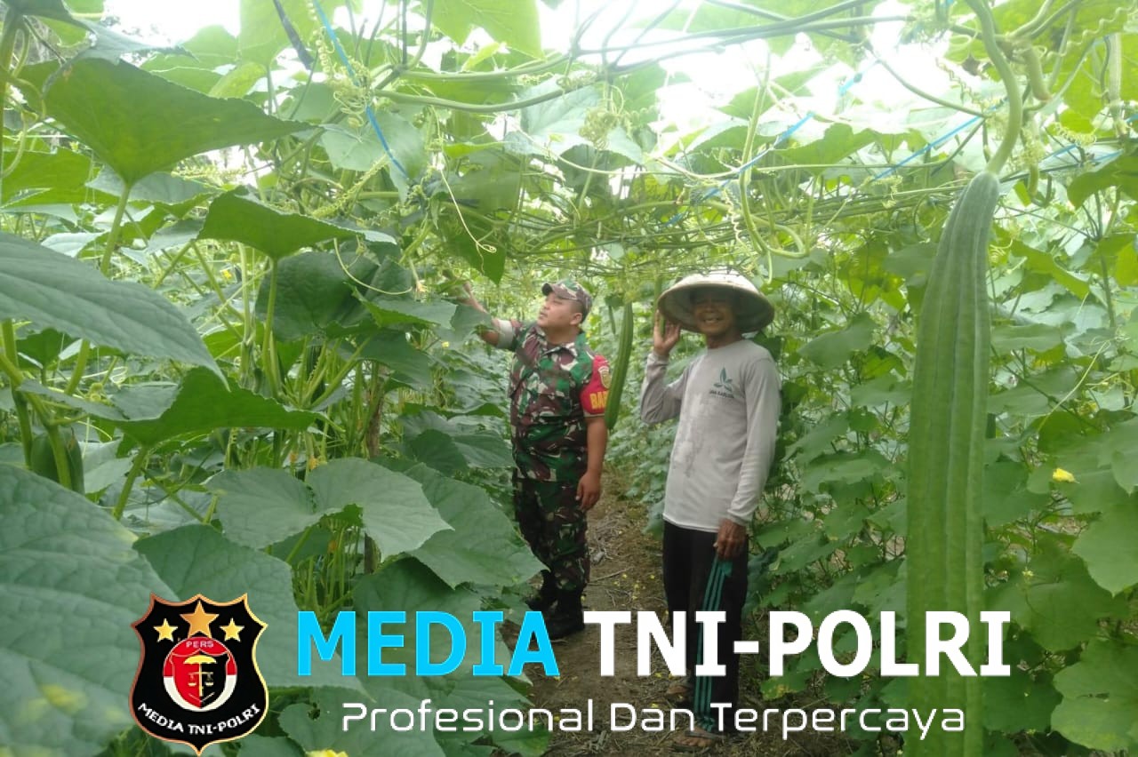 Babinsa Turun ke Kebun, Beri Semangat Petani Tanam Sayur di Desa Siliwangi