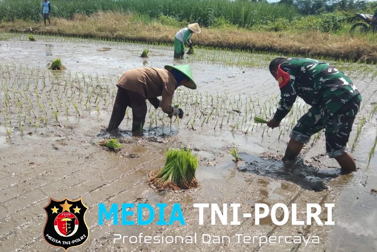 Babinsa Koramil Wagir Serda Faozan Hakim Dampingi Petani Tanam Padi di Sitirejo