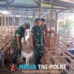 Babinsa Pantau Kesehatan dan Kebersihan Kandang Kambing Perah Dukung Peternak Tingkatkan Produktivitas