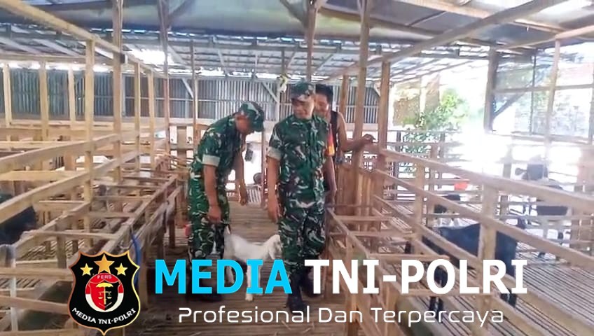 Babinsa Pantau Kesehatan dan Kebersihan Kandang Kambing Perah Dukung Peternak Tingkatkan Produktivitas